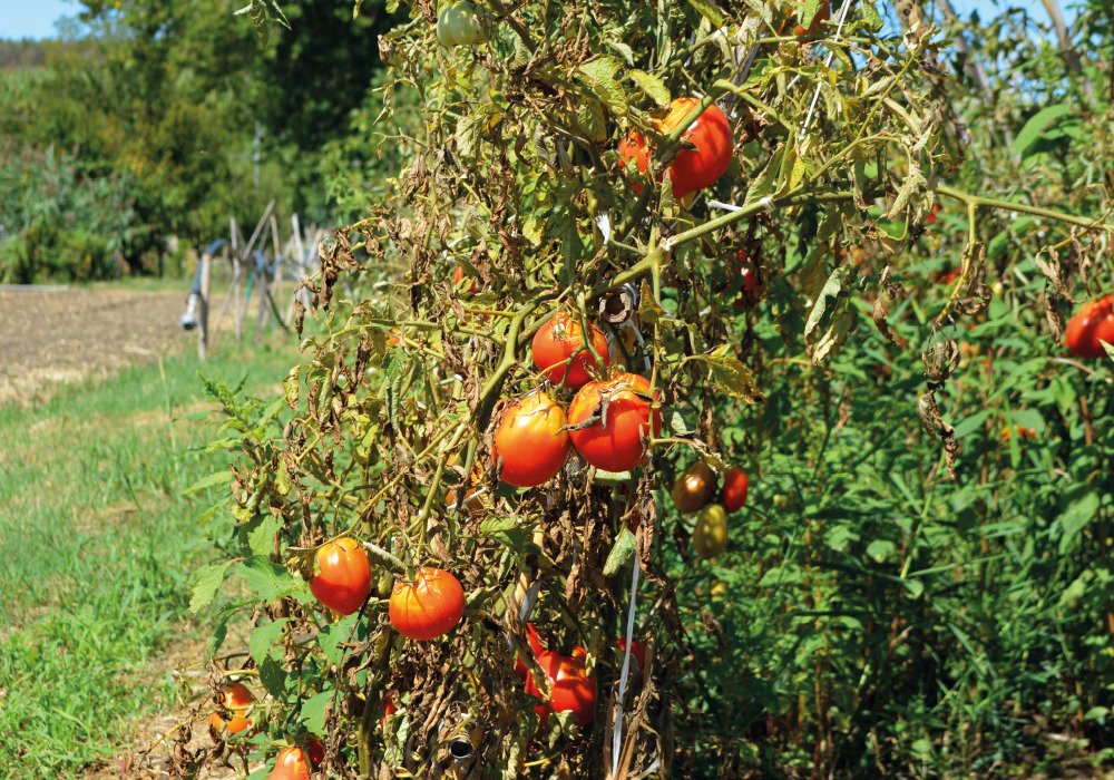 pomodori 1-1000x700